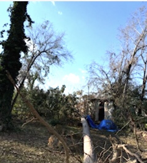 Before - Tree Removal