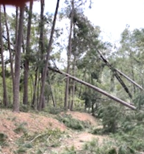 Before - Extensive Tree Removal