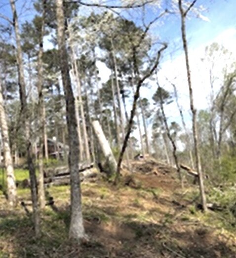Before - Tree Removal